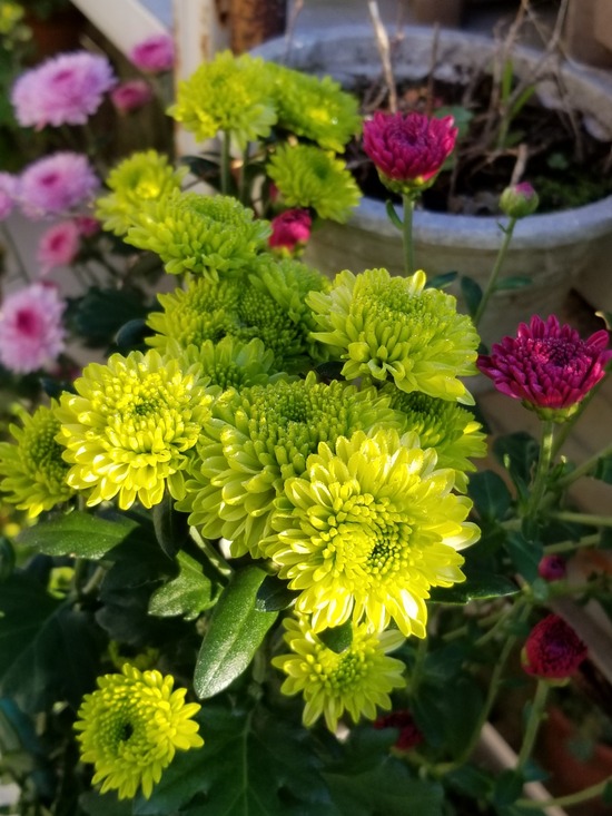 20191106_070600-1620x2160