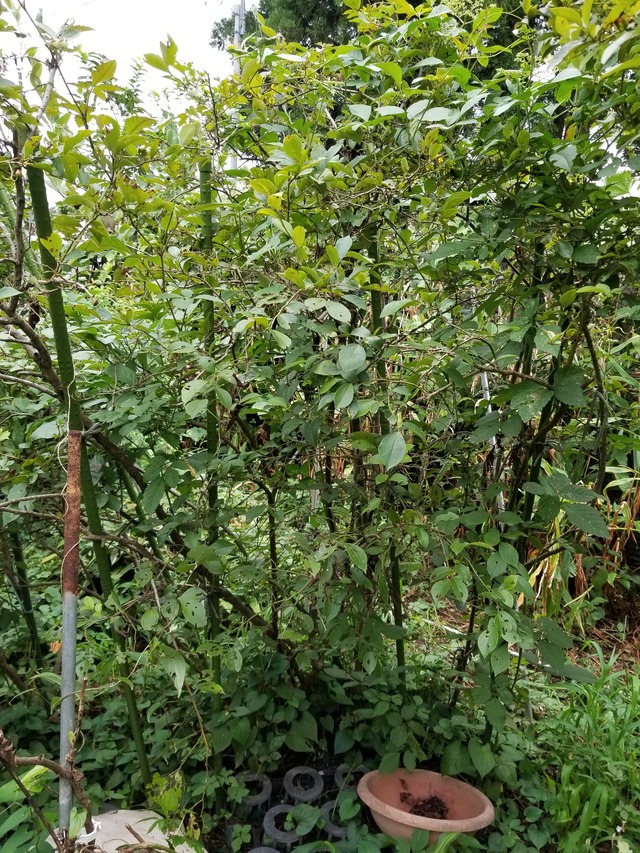 20200913_152237_copy_2268x3024