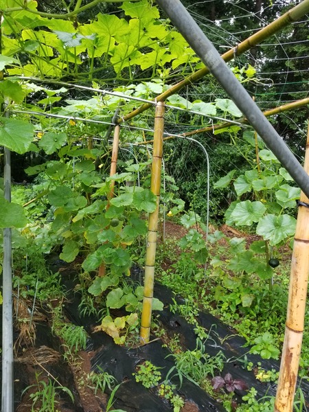 20190712_080057-1620x2160