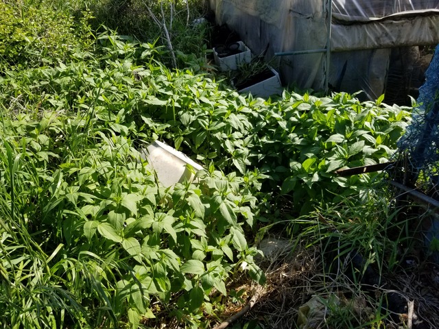 20190516_073720-2160x1620