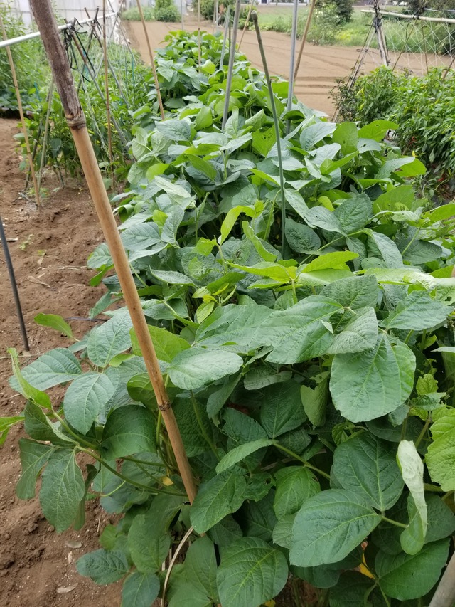 20200831_091552_copy_2268x3024