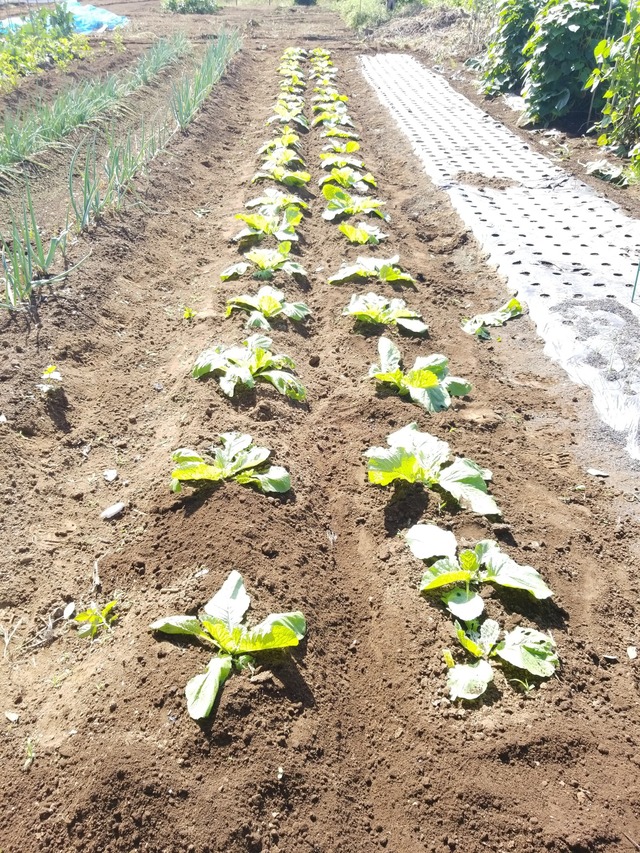 IMG_20231003_095408_copy_1512x2016