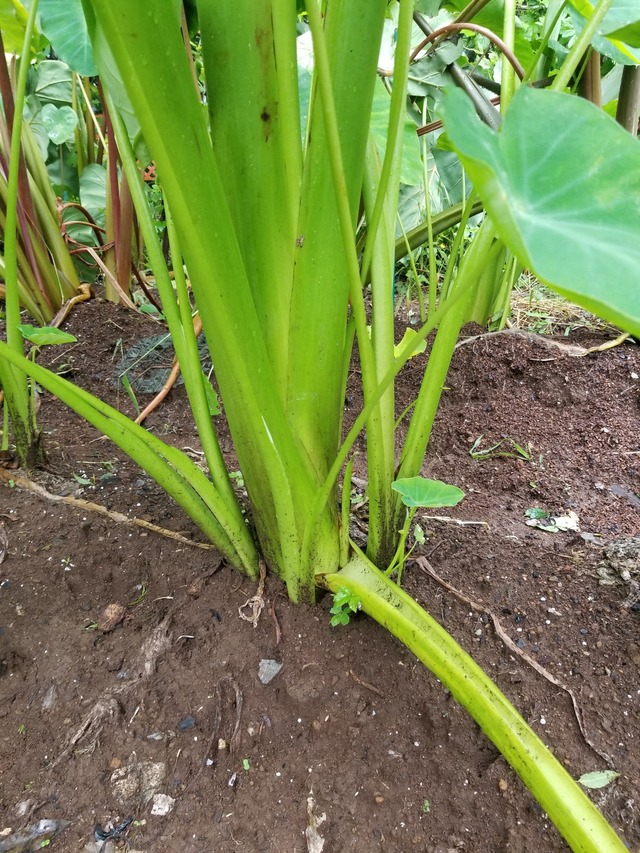 サトイモに花が咲いた のじさんの徒然草