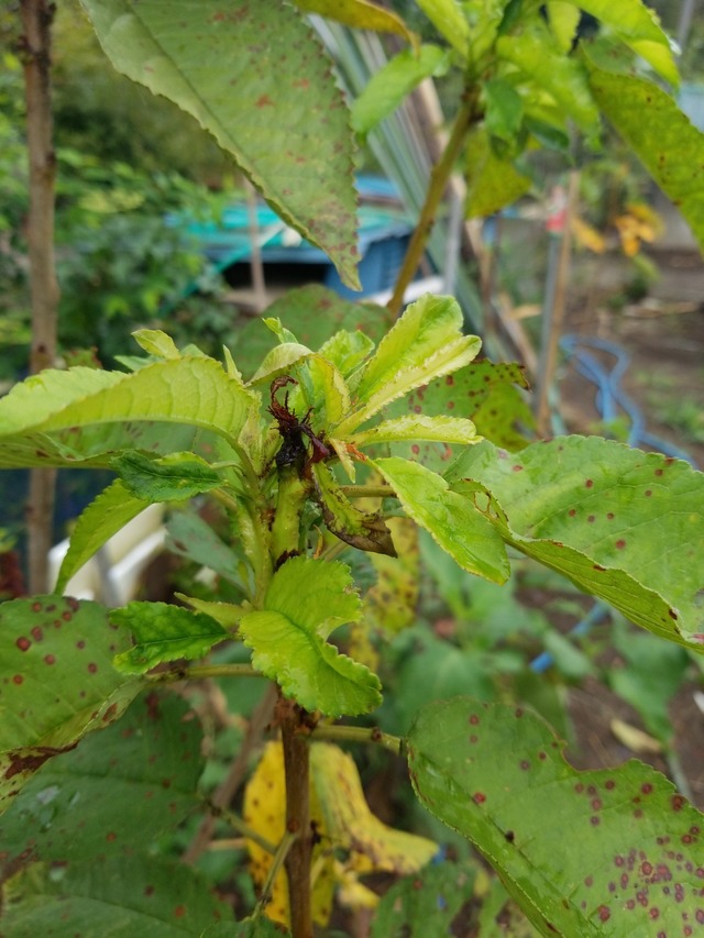 IMG_20230922_105309_copy_1512x2016