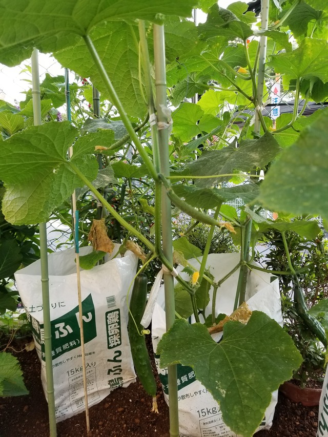 20210622_052615_copy_2268x3024