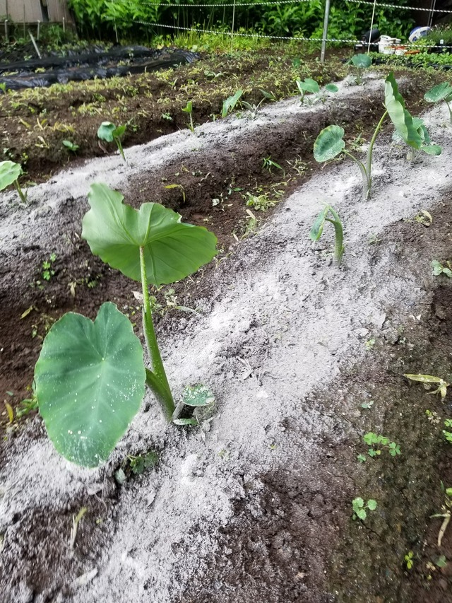 20210604_151614_copy_2268x3024