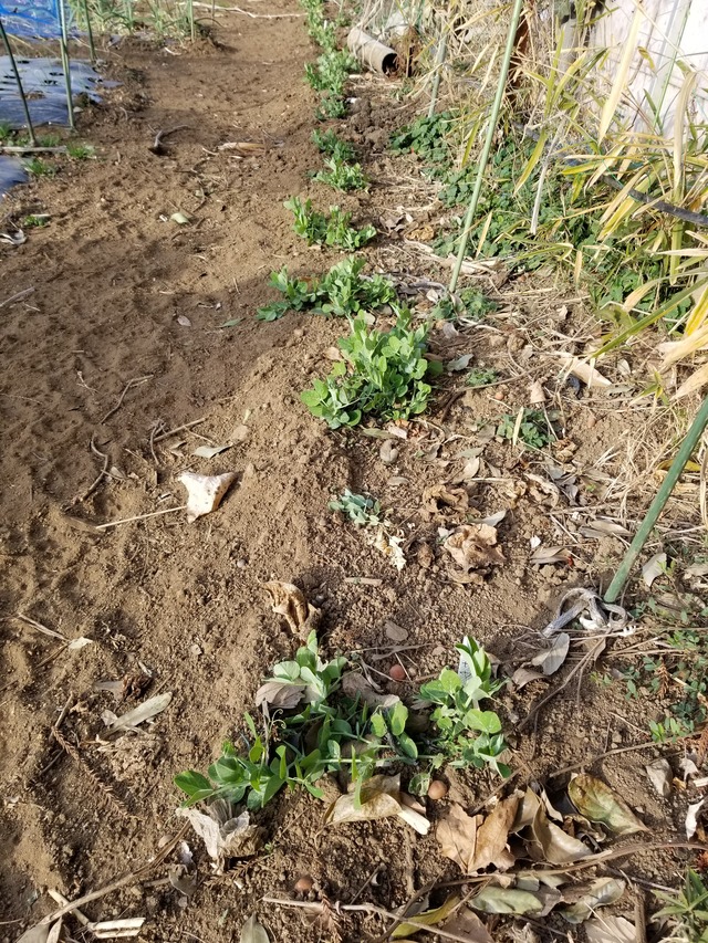 20210106_083519_copy_3024x4032