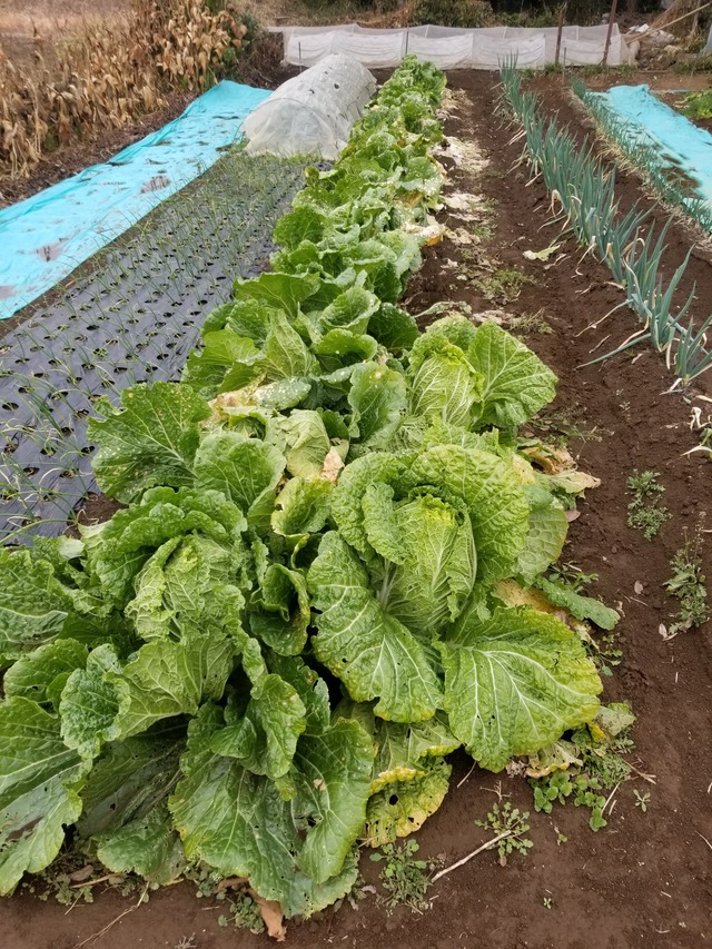 20231215_111016_copy_1512x2016