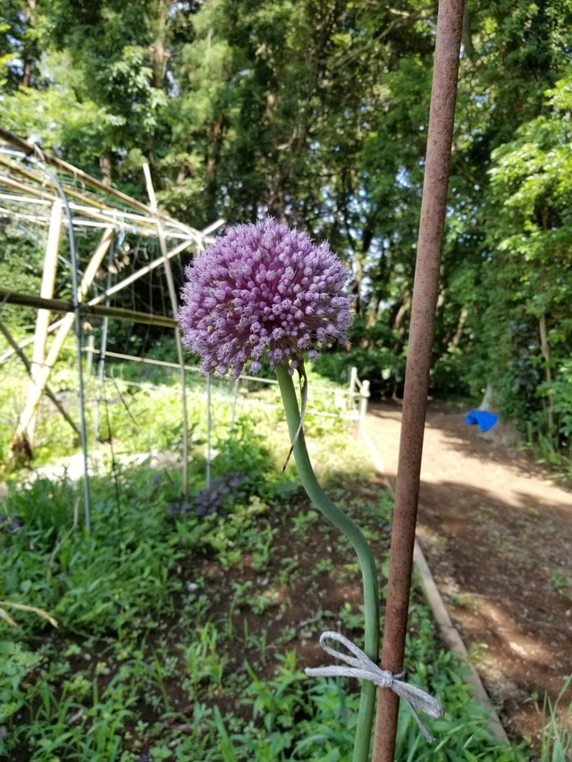 ジャンボニンニクの花 紫色で綺麗 のじさんの徒然草