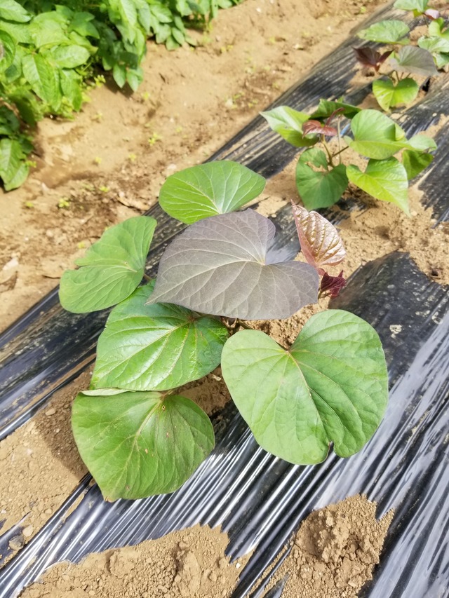 20210531_080842_copy_2268x3024