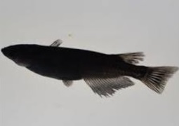 サタンオロチ 改良メダカ 系統図 のじさんの徒然草