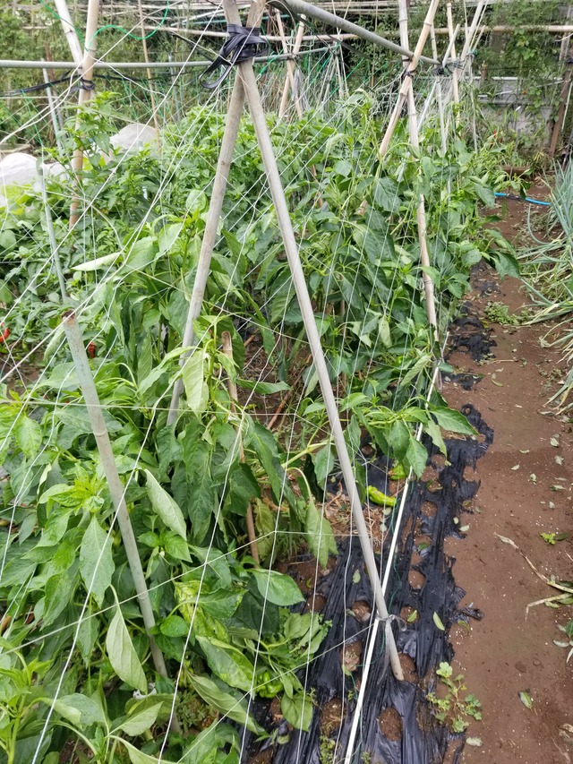 20210817_080856_copy_2268x3024