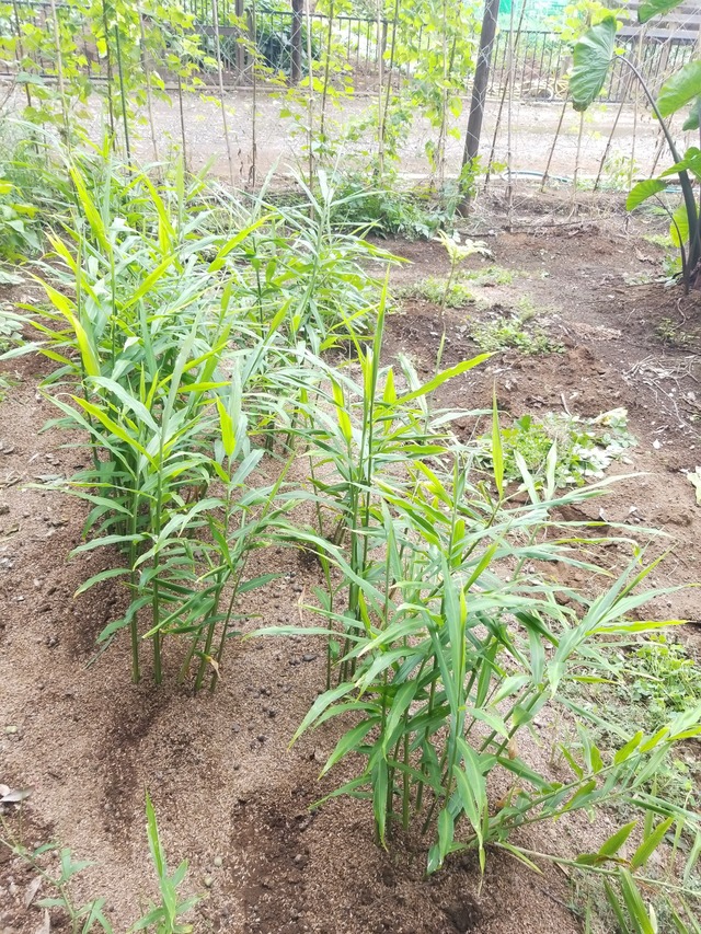 IMG_20231004_135131_copy_1512x2016