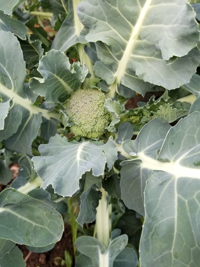 20221027_152006_copy_1512x2016