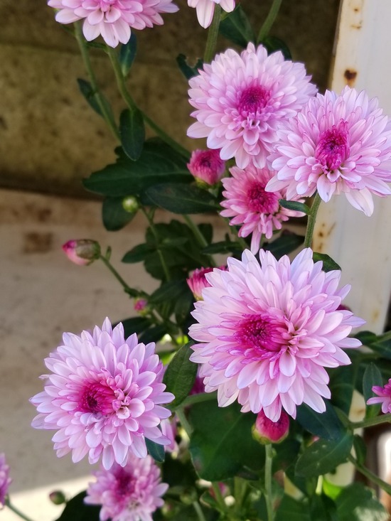 20191106_070537-1620x2160