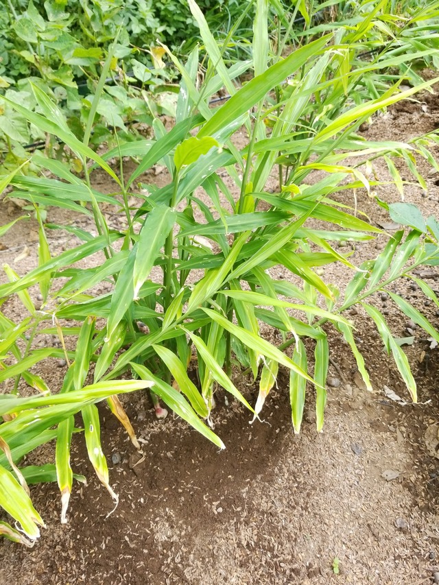 IMG_20231004_135215_copy_1512x2016