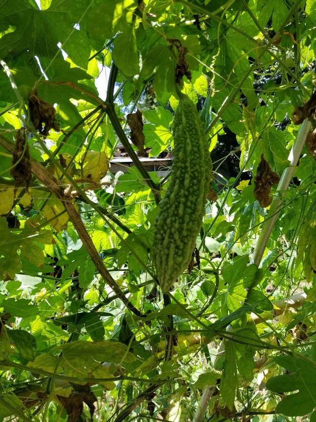 20200813_103822_copy_2268x3024