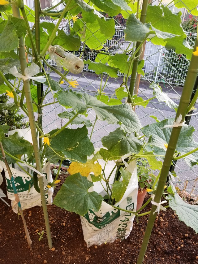 20210622_052639_copy_2268x3024