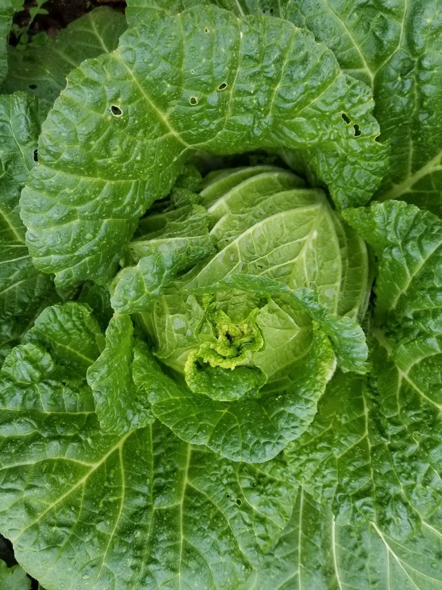 20201203_083624_copy_2268x3024