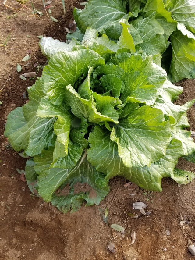 20210106_083020_copy_3024x4032