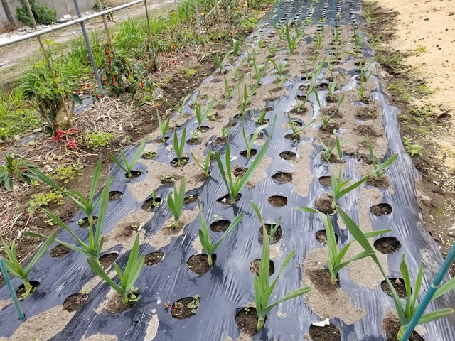 第２菜園の野菜の生育状況 ニンニク 秋ジャガイモ のじさんの徒然草