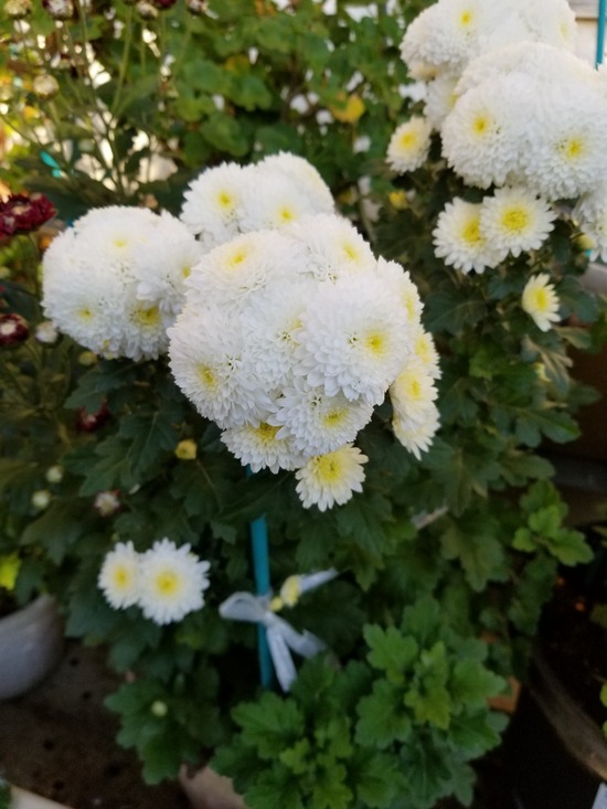 20191106_070653-1620x2160