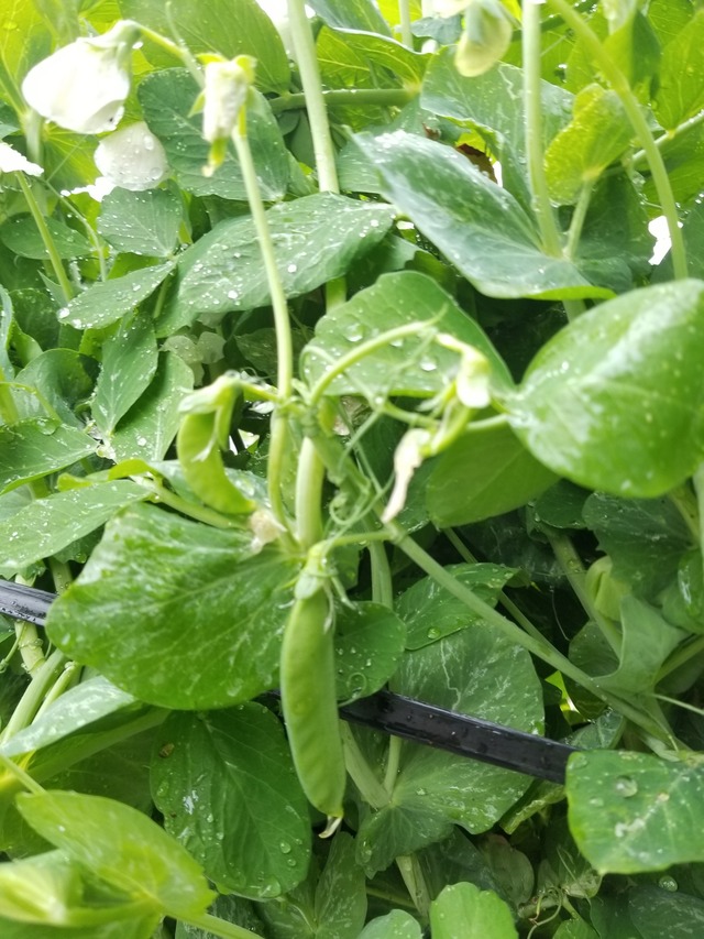 20240404_075024_copy_2268x3024