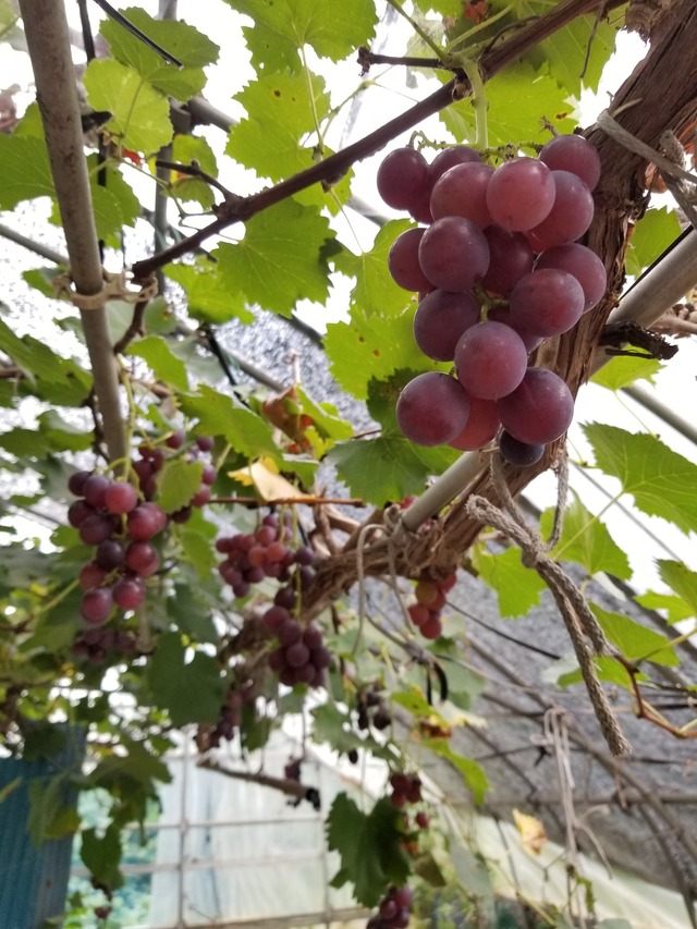 20200913_103807_copy_2268x3024