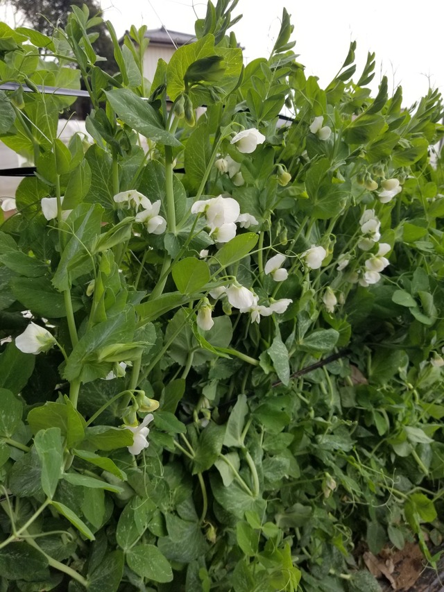 20240403_073424_copy_1512x2016