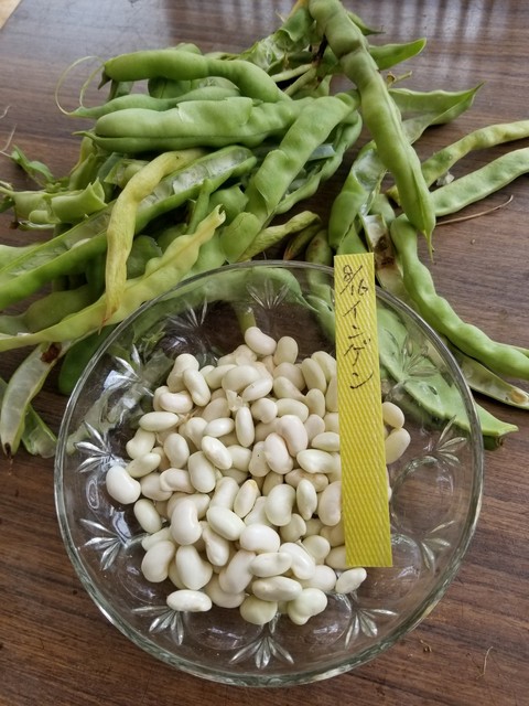 インゲン豆の自家採種 のじさんの徒然草