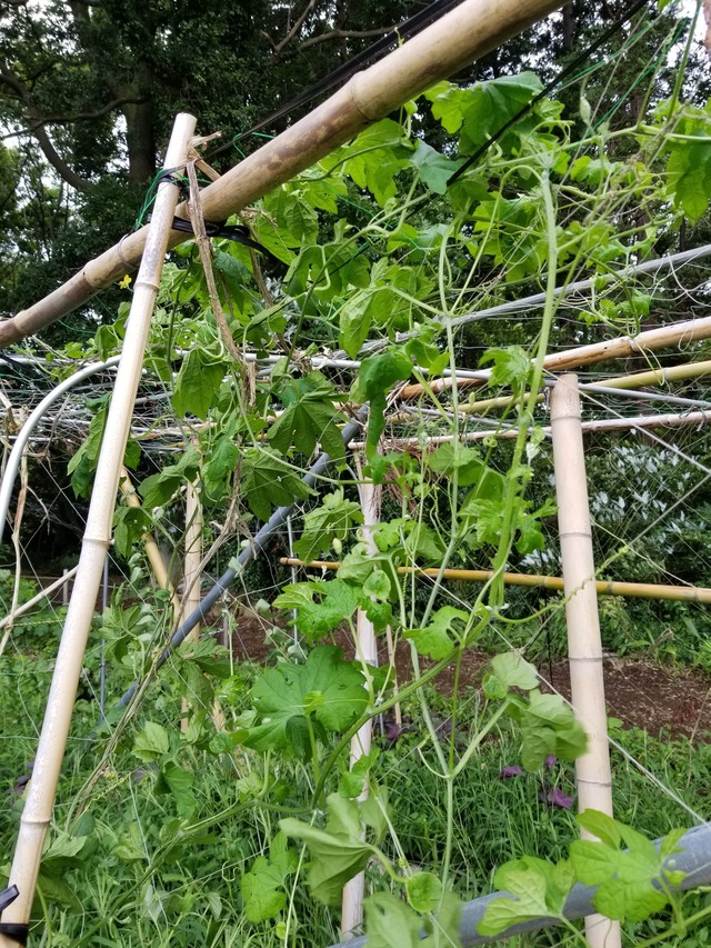 20200701_075902_copy_2268x3024