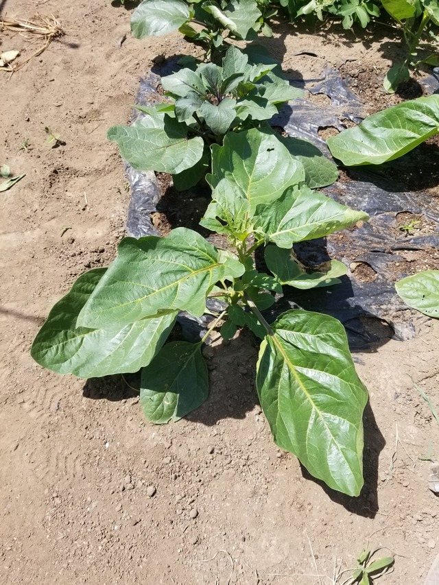 20230724_101826_copy_1512x2016