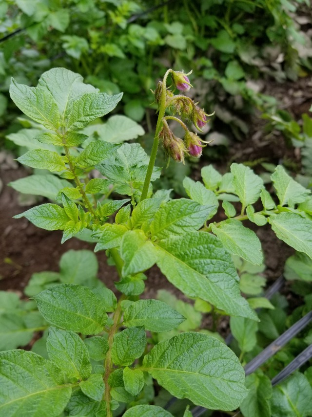 20220517_072151_copy_2268x3024