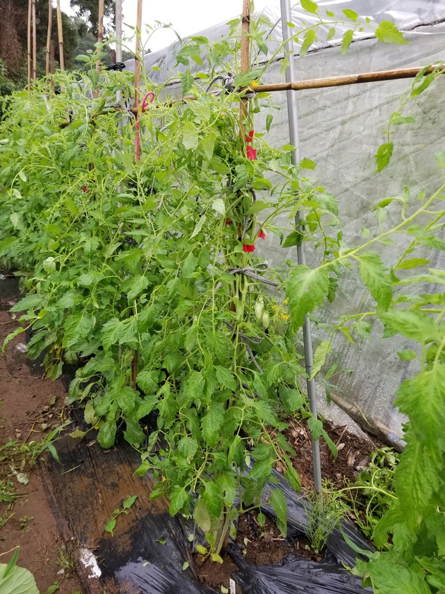 20200715_080849_copy_3024x4032