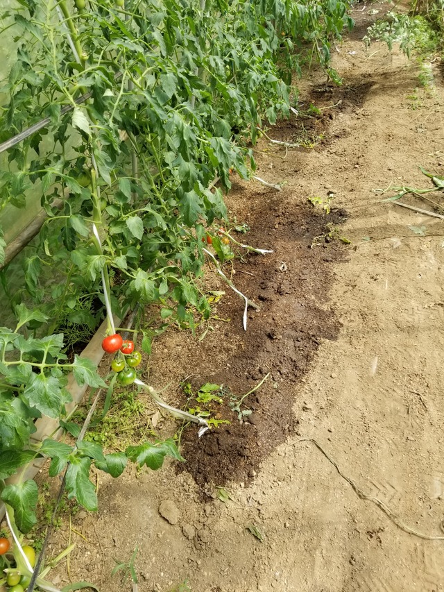 20230616_140558_copy_1512x2016