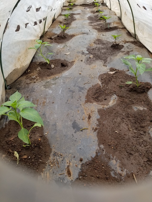 20230430_080648_copy_1512x2016