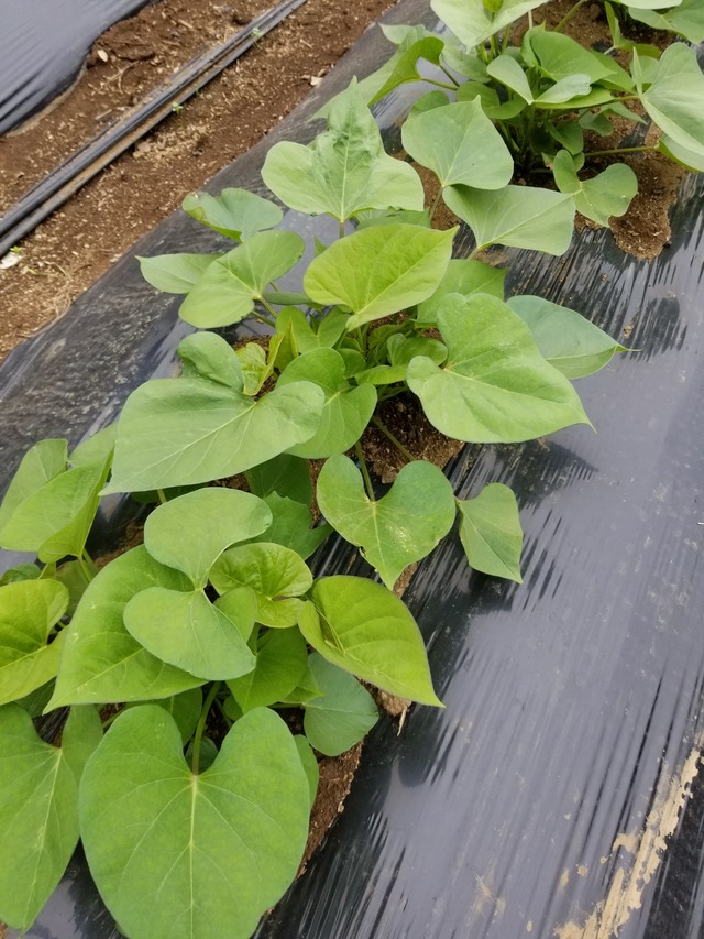 20210607_085626_copy_2268x3024