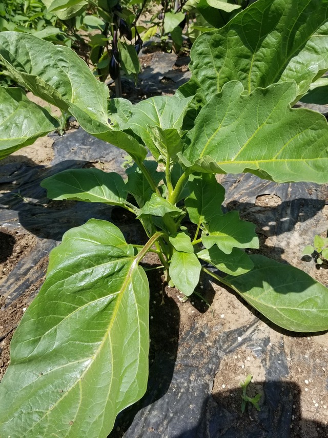 20230724_101843_copy_1512x2016