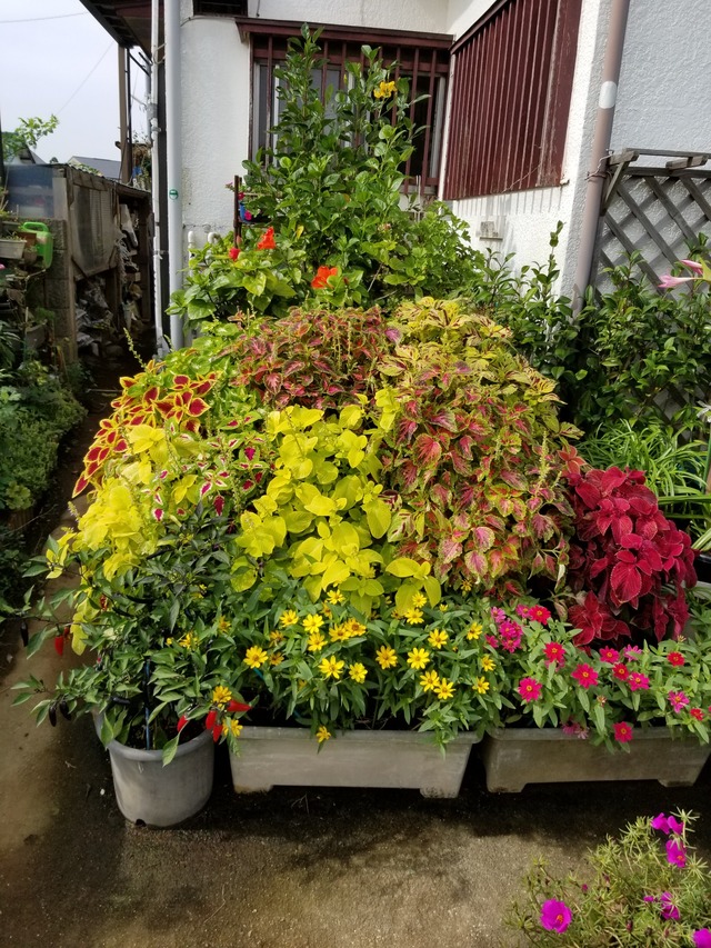 20200929_091923_copy_2268x3024
