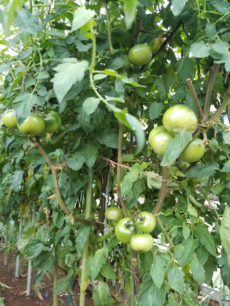 20190706_182112-1620x2160