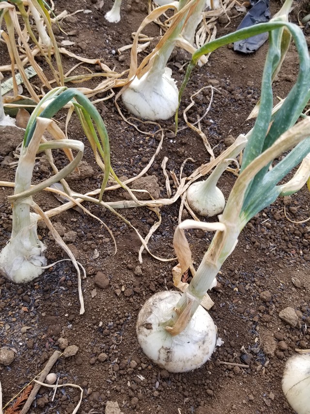 20240220_091557_copy_2268x3024