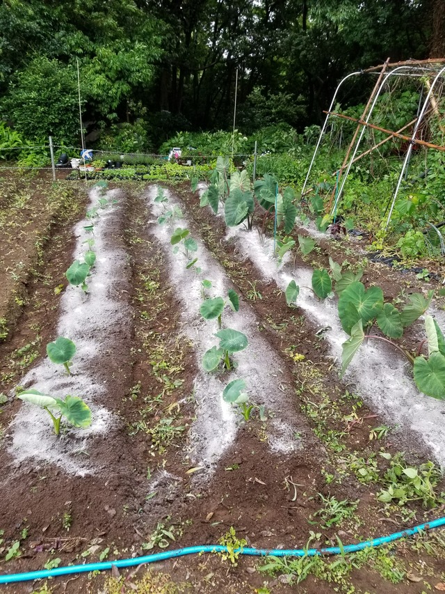 20210604_151601_copy_2268x3024