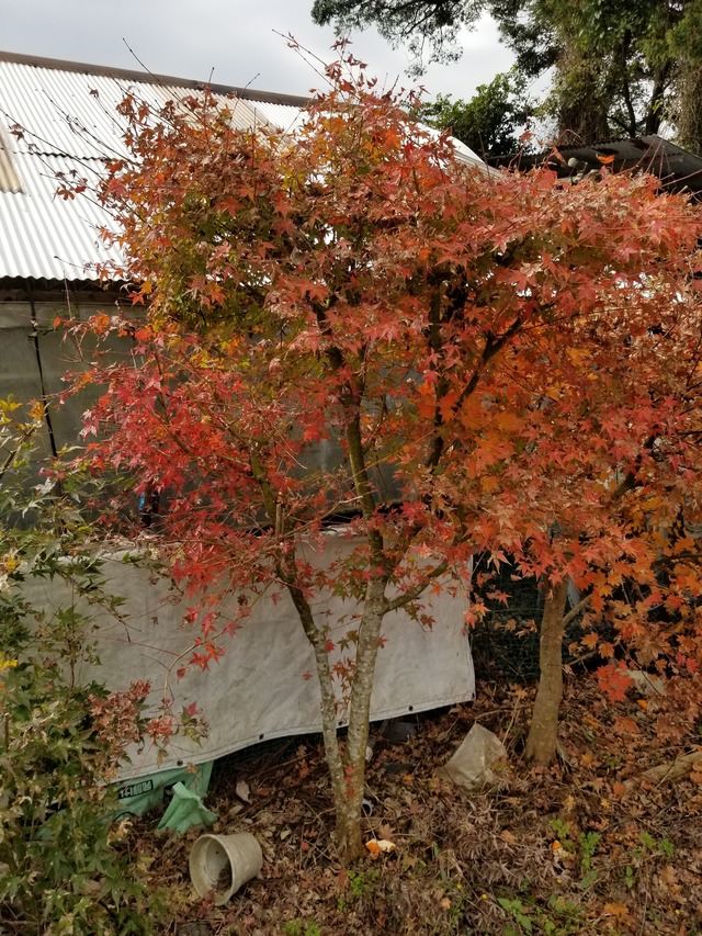 20211121_101528_copy_2268x3024
