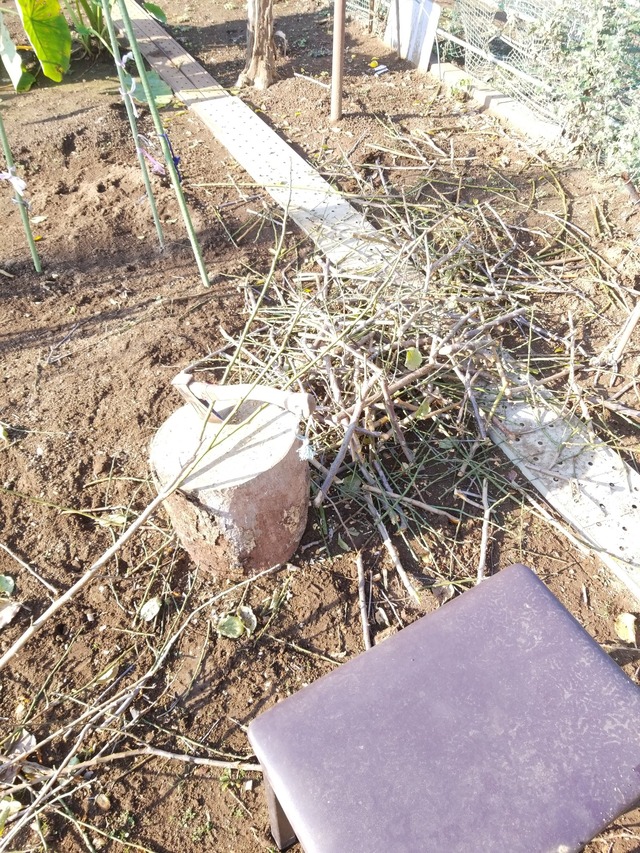 IMG_20231020_075540_copy_1512x2016