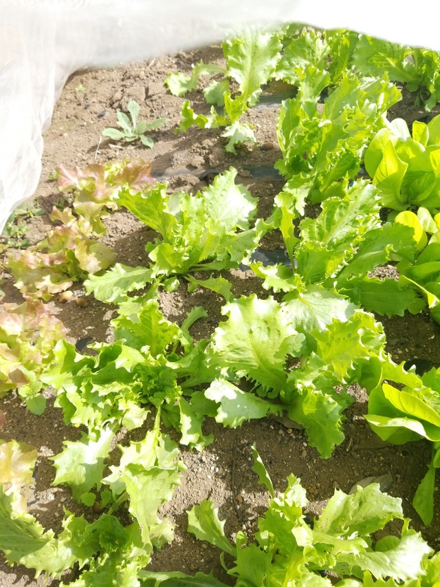 IMG_20231024_103347_copy_1512x2016