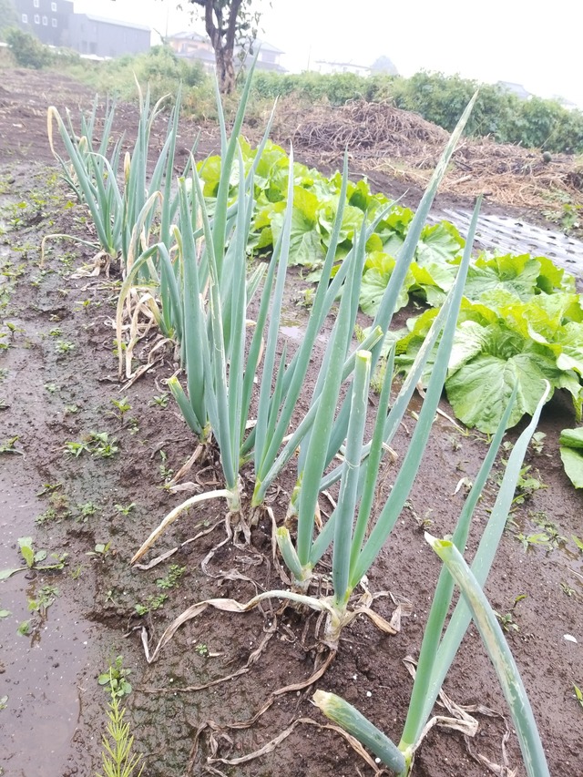 IMG_20231015_091246_copy_1512x2016_1