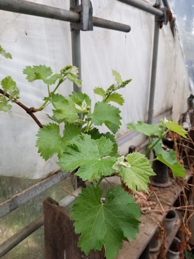 20210414_074237_copy_2268x3024