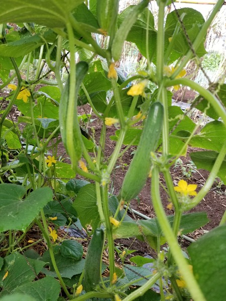 20190821_073305-1620x2160