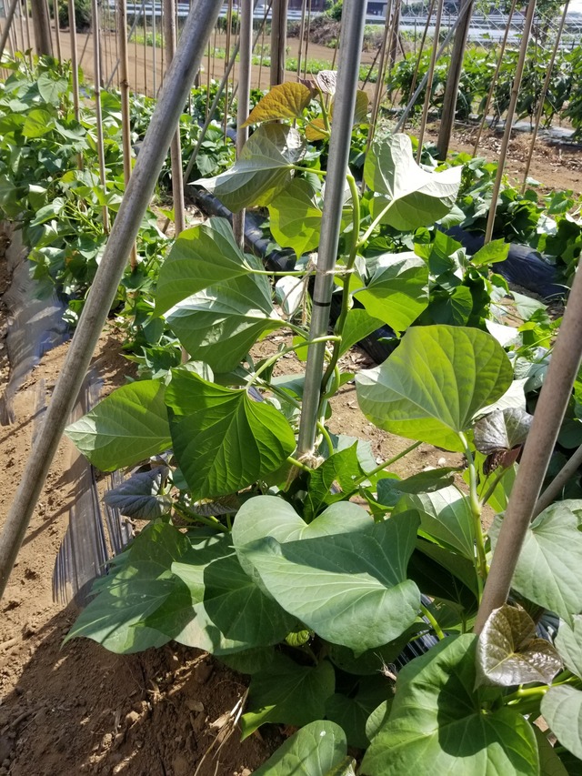 20230703_140753_copy_1512x2016