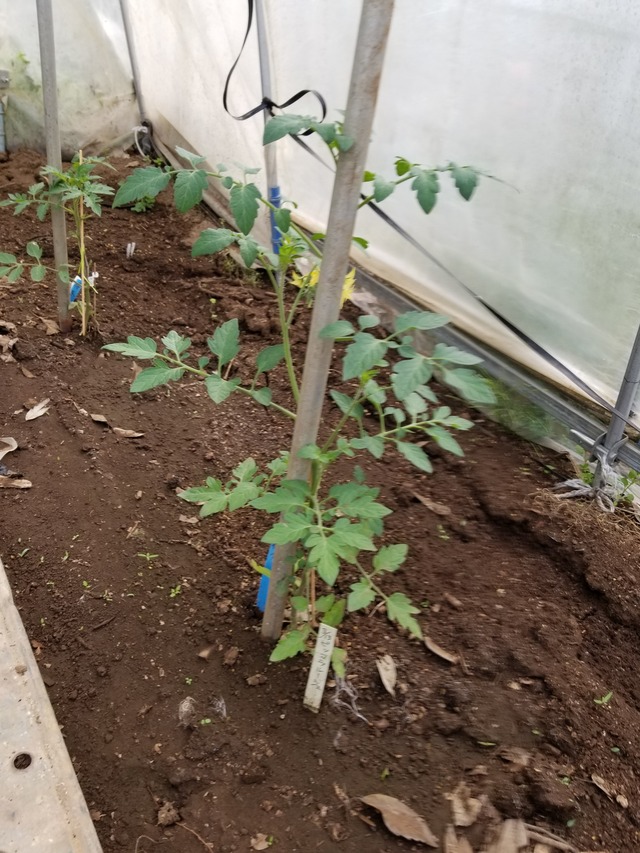 20200508_072347_copy_2268x3024